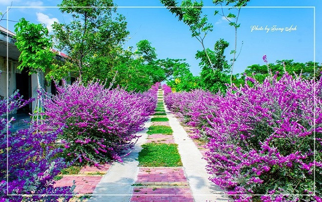 Xuýt xoa trước 'con đường màu tím' cực nên thơ tại Đại học Nha Trang, lạc vào chẳng nỡ rời Ảnh 2