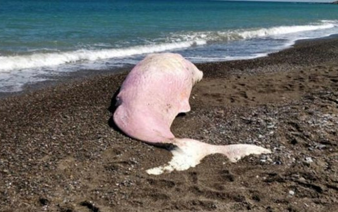 Cá nhà táng chết đau đớn trên bờ biển, trong dạ dày của nó là thứ còn đáng sợ hơn Ảnh 2