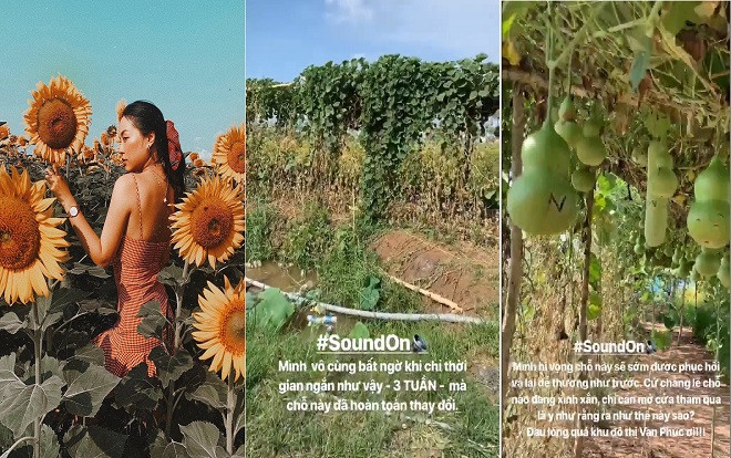 Choáng váng cảnh tượng hoang tàn, rác ngập mọi nơi tại cánh đồng hoa hướng dương đầu tiên ở Sài Gòn Ảnh 2