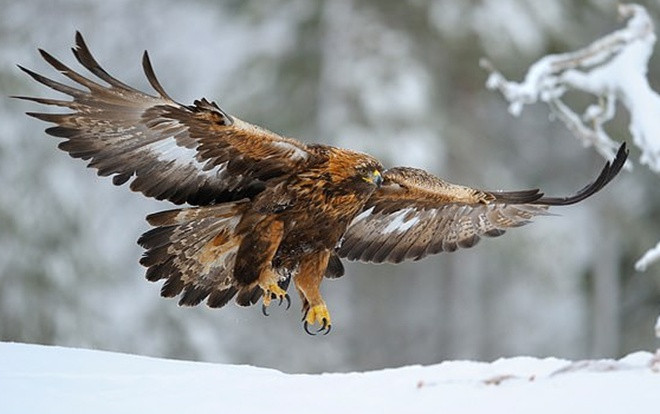 Voi, tê giác, đại bàng tuyệt chủng ngay trong thế kỷ 21? Ảnh 2