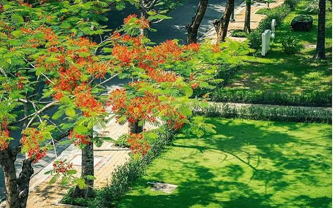 Những ngày cuối tháng 5, thả hồn vào không gian đỏ rực màu hoa phượng tại khuôn viên Đại học Tôn Đức Thắng Ảnh 2