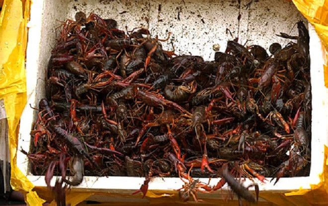 Vì sao Việt Nam không nuôi tôm hùm đất? Ảnh 2