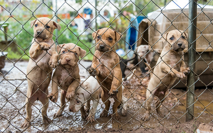 Mặt tối của Facebook: Được sử dụng để quảng bá cho 'thú vui đẫm máu' chọi chó Ảnh 2