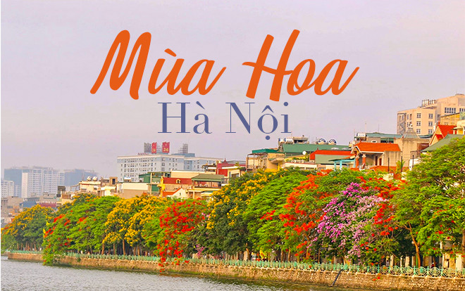 Đây là Hà Nội đang những ngày đỏ phượng, tím bằng lăng, vàng muồng hoàng yến… rực rỡ khắp phố phường Ảnh 2