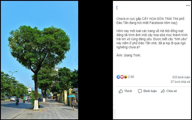 Bức ảnh chụp cây hoa sữa hình trái tim trên một con phố ở Hà Nội khiến dân tình tự hỏi: Có phải PTS? Ảnh 2