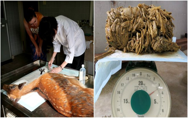 Phát hiện gây sốc trong bụng con nai nặng 30 kg Ảnh 2