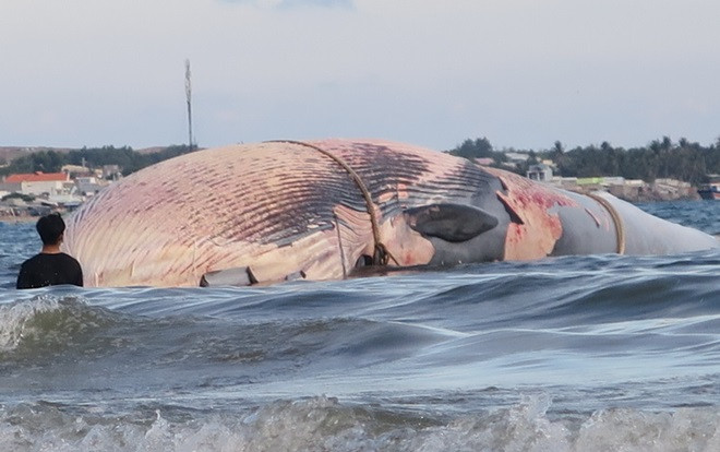 Xác cá voi nặng 15 tấn trôi dạt trên biển Bình Thuận Ảnh 2