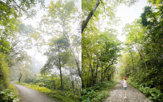 Mùa này ghé ĐH Lâm Nghiệp để ngắm hoa rơi, bướm bay và lạc vào khu rừng xanh um hơn 110 ha phủ kín đường tới giảng đường Ảnh 2