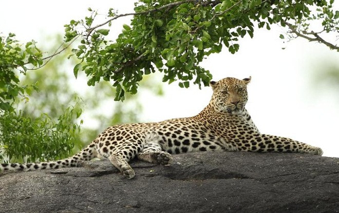 Bé hai tuổi bị báo vồ chết trong vườn quốc gia Ảnh 2