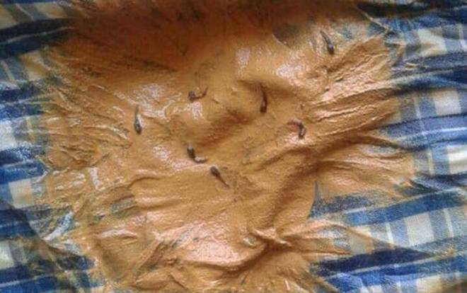 Sinh viên Đại học Kinh tế Quốc dân hoang mang vì nước sinh hoạt tại KTX đầy bùn đất, có 'sinh vật lạ' lúc nhúc Ảnh 2