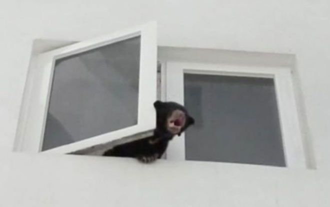 Mang gấu về nhà nuôi vì tưởng nhầm là chó, người phụ nữ nhận cái kết đắng Ảnh 2