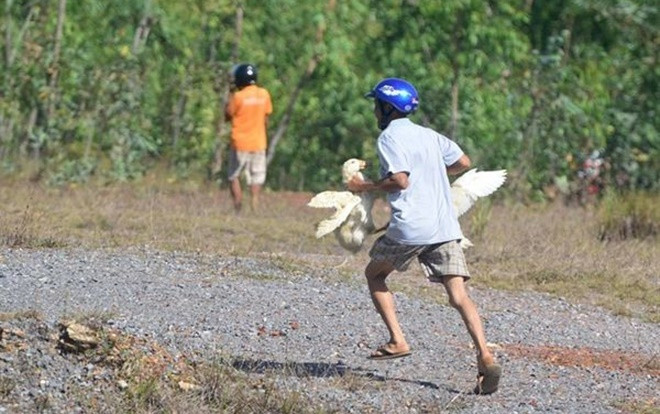 Công an vào cuộc điều tra vụ 'hôi vịt' trên xe tải bị lật ở Quảng Bình Ảnh 2