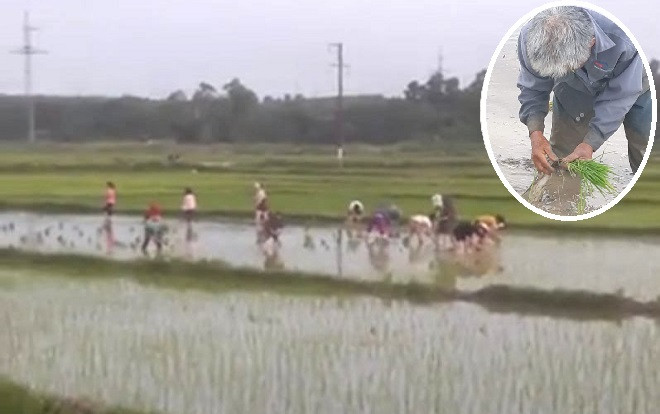 Thấy cụ ông 68 tuổi một mình cấy lúa dưới nắng nóng 40 độ, 30 nữ công nhân xin nghỉ việc xuống giúp Ảnh 2