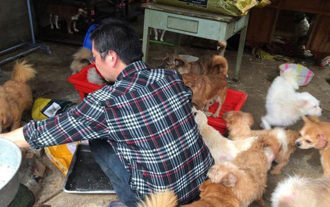 Người đàn ông cưu mang 300 con chó tới khánh kiệt, bố mẹ nghỉ hưu cũng phải nai lưng đi làm trả nợ con Ảnh 2