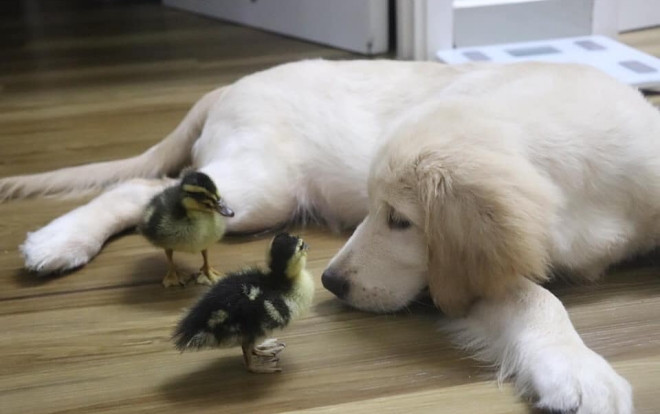 Ngôi nhà Sài Gòn có một tình bạn '4 pet' thật đặc biệt: Trứng vịt lộn nở ra 2 chú vịt con, trở thành bạn thân của 2 chú chó Ảnh 2