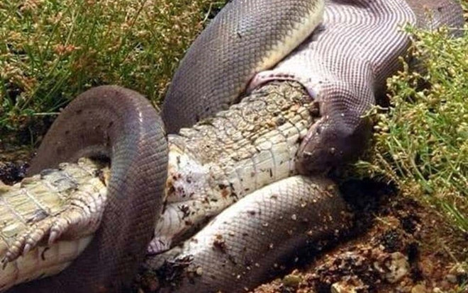 Cận cảnh trăn khổng lồ siết chết rồi xơi tái cá sấu nước ngọt Ảnh 2