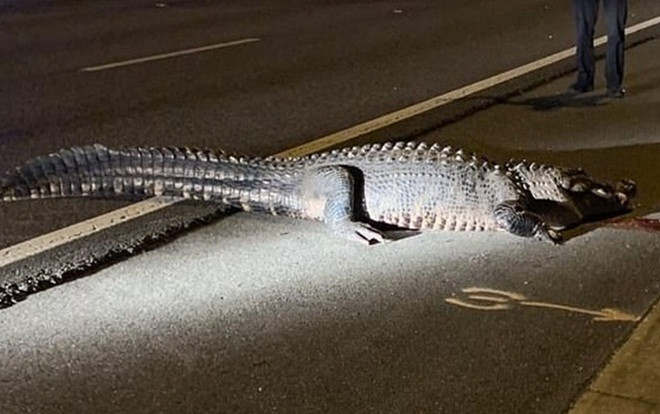 Cá sấu khổng lồ dài 3,6 mét làm náo loạn đường cao tốc Ảnh 2