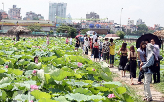 Quận Tây Hồ ra văn bản 'cấm tuyệt đối' chụp ảnh phản cảm tại hồ sen Ảnh 2