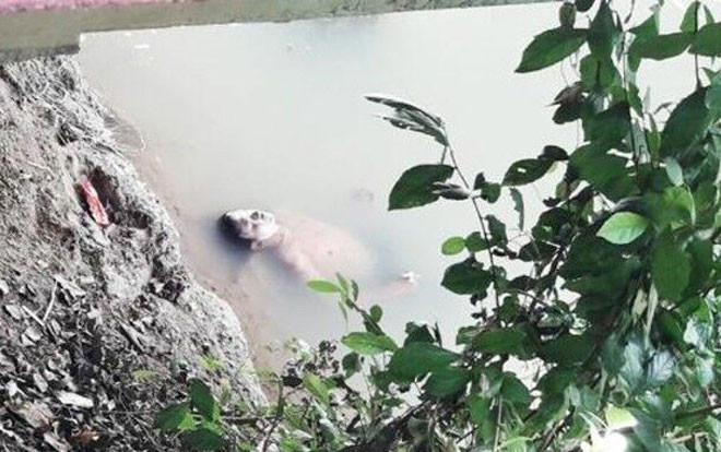 Thấy 'xác' trôi nổi trên sông, người dân gọi báo cảnh sát nhưng khi tới nơi ai cũng 'chạy mất dép' Ảnh 2