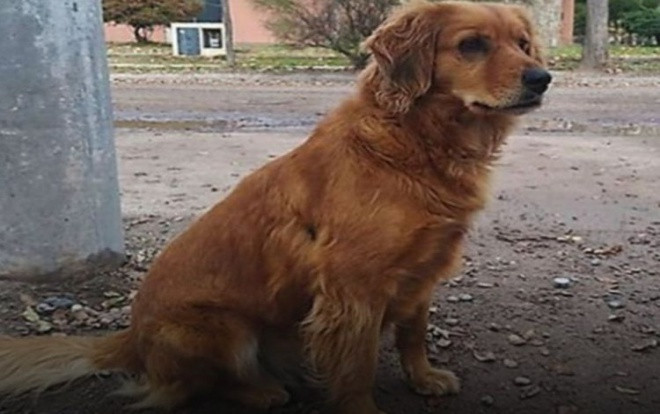 Chủ bị bắt, chó trung thành kiên nhẫn đợi ròng rã một năm bên ngoài đồn cảnh sát Ảnh 2