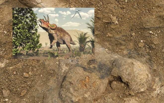 Phát hiện xương khủng long ba sừng 68 triệu năm tuổi Ảnh 2