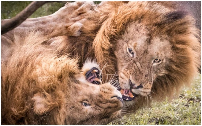 Sư tử đực lao vào nhau cấu xé điên cuồng tranh giành quyền thống trị Ảnh 2
