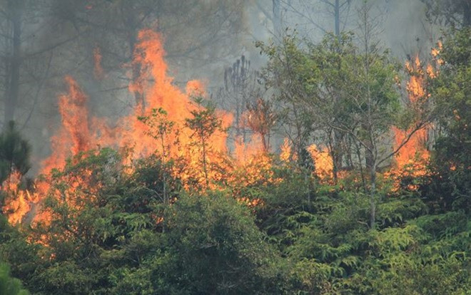 Cháy rừng thông ở Hà Tĩnh, hơn 1.000 người tham gia dập lửa, khẩn cấp di dời hơn 80 hộ dân Ảnh 2