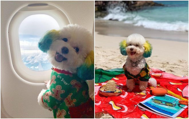 Chó nhà người ta: Có passport riêng, đi máy bay và check in sang chảnh ở Phú Quốc không thua kém ai Ảnh 2