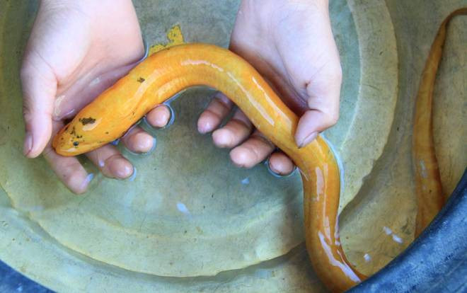 Nông dân Hà Tĩnh bắt được lươn vàng, trả 10 triệu đồng không bán Ảnh 2