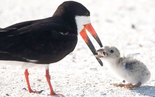 Chim mẹ mớm cho con ăn đầu lọc thuốc lá: Thiên nhiên đang bị 'đầu độc' tới mức đáng sợ Ảnh 2