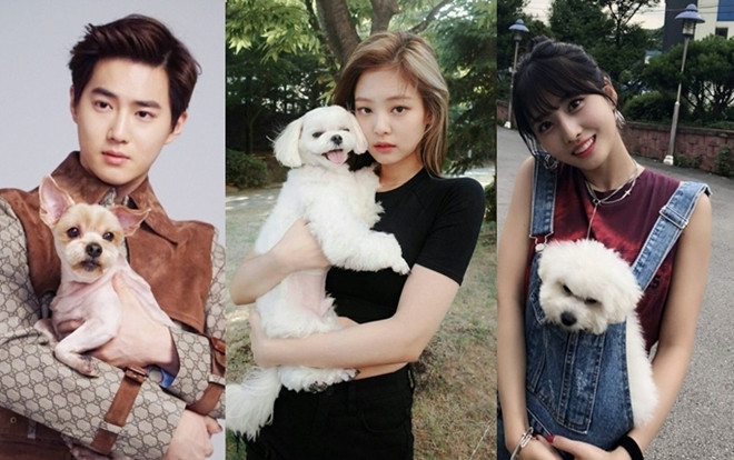 Bạn đã biết hết 15 ngôi sao Kpop yêu quý chó như một thành viên trong gia đình này chưa? Ảnh 2