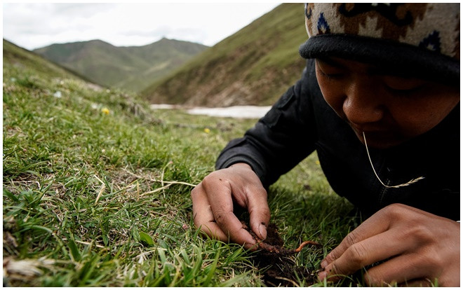 Cận cảnh cuộc săn lùng đông trùng hạ thảo giữa cơn sốt 'lên núi đãi vàng' Ảnh 2