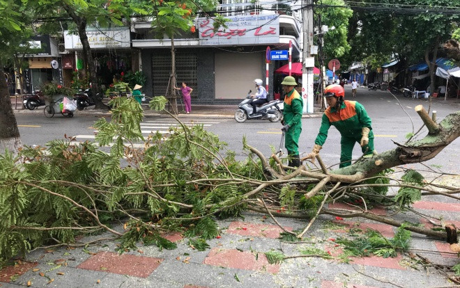 Nhiều cây xanh ở Hải Phòng bật gốc, gãy đổ sau cơn bão số 2 Ảnh 2