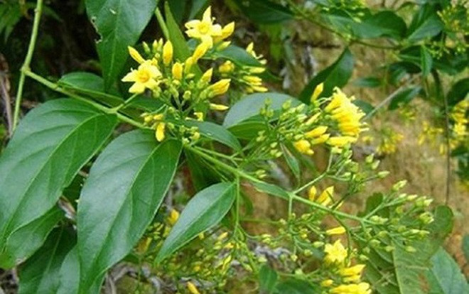 Gia đình cấm kết hôn, đôi nam nữ vào rừng ăn lá ngón tự tử Ảnh 2