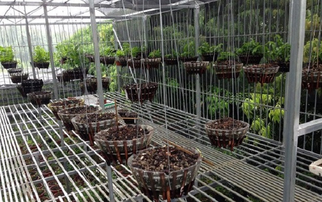 Trộm đột nhập trong đêm cuỗm sạch 50 giò lan trị giá 2 tỷ đồng Ảnh 2