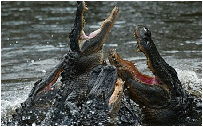Cặp đôi kinh hãi kể lại cảnh đàn cá sấu ngấu nghiến ăn thi thể đang phân hủy trên hồ Ảnh 2