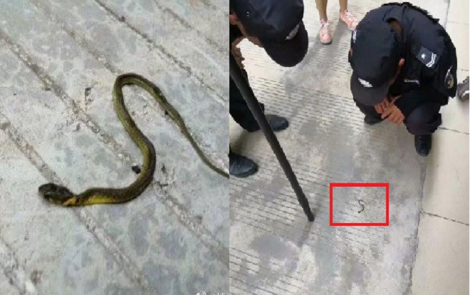 Nghe tin rắn xuất hiện trong kí túc xá khiến các nữ sinh hoảng sợ, bảo vệ chạy đến xử lý và phát hiện sự thật đầy bất ngờ Ảnh 2