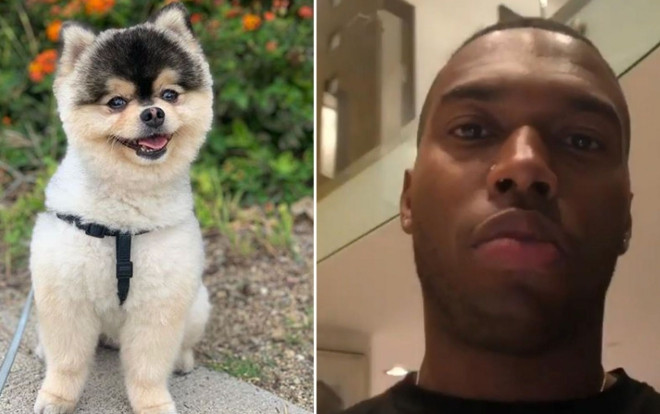 Bị trộm cún yêu, siêu sao Anh thưởng bạc tỷ cho ai tìm được chó Ảnh 2