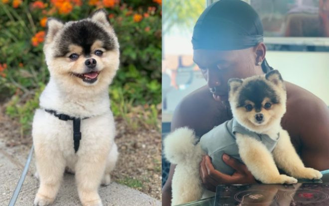 Trao thưởng 900 triệu để tìm cún cưng, sao ĐT Anh 'lật lọng' chỉ trả … 900 nghìn Ảnh 2