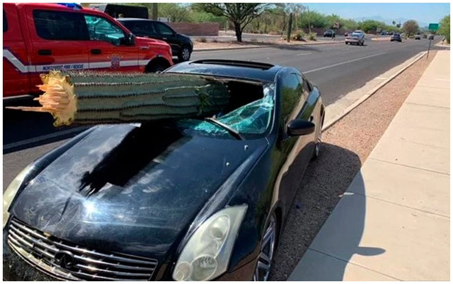 Tài xế thoát chết khi cây xương rồng khổng lồ đâm xuyên qua kính chắn gió Ảnh 2