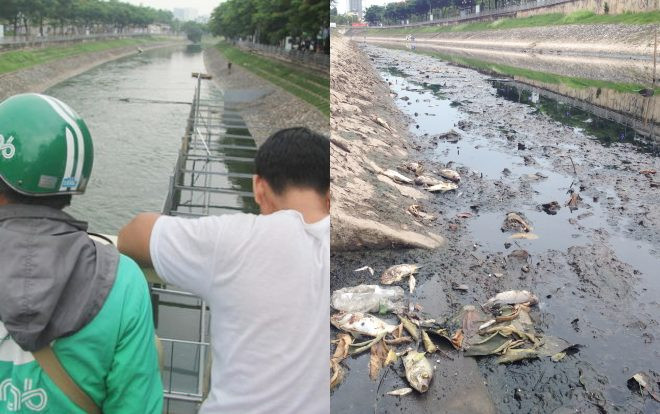 Sông Tô Lịch đen kịt trở lại sau 3 ngày nhận 1 triệu m3 nước từ Hồ Tây, cá chết nổi đầy hai bên bờ Ảnh 2