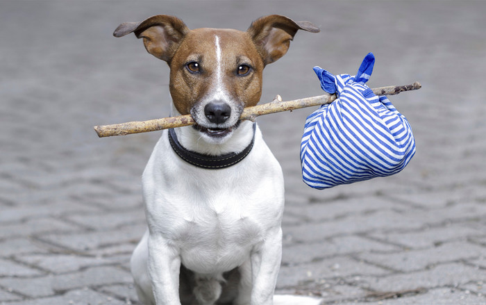 Những 'con sen' có thể tìm được thú cưng thất lạc của mình bằng vân mũi Ảnh 2