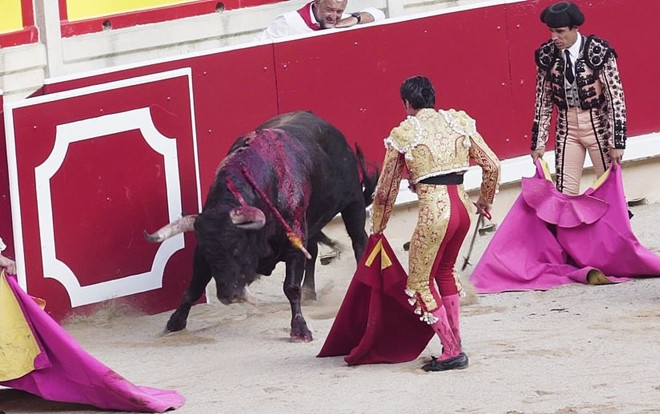 Số phận bi thảm của những chú bò tót ở lễ hội San Fermin: Làm trò rượt đuổi rồi bị hành hạ tới chết Ảnh 2