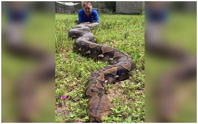 Cận cảnh con trăn khổng lồ dài 6 mét, nặng 90 kg có thể phá vỡ kỷ lục thế giới Ảnh 2