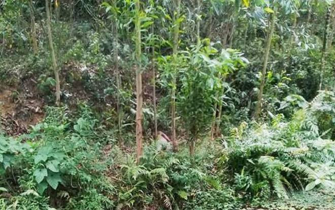 Phát hiện người đàn ông tử vong bất thường trong rừng keo, thi thể phân hủy mạnh Ảnh 2