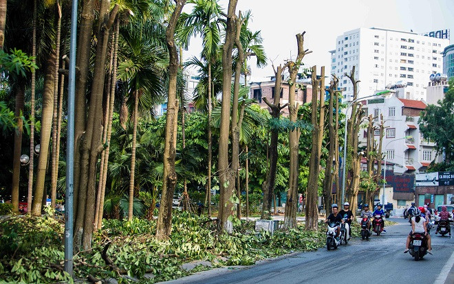 Hà Nội: Chuyển 100 cây hoa sữa từ Hồ Tây để ‘khử’ mùi ở bãi rác Nam Sơn Ảnh 2