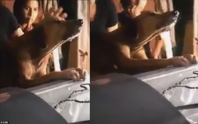 Cảm động chú chó bám chặt vào quan tài, không chịu rời người chủ đã khuất nửa bước Ảnh 2