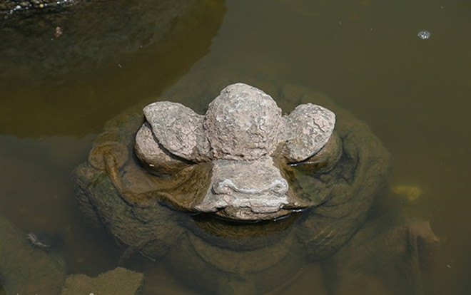 Nước hồ Tây chuyển màu trong vắt hé lộ nhiều điều bất ngờ dưới đáy Ảnh 2