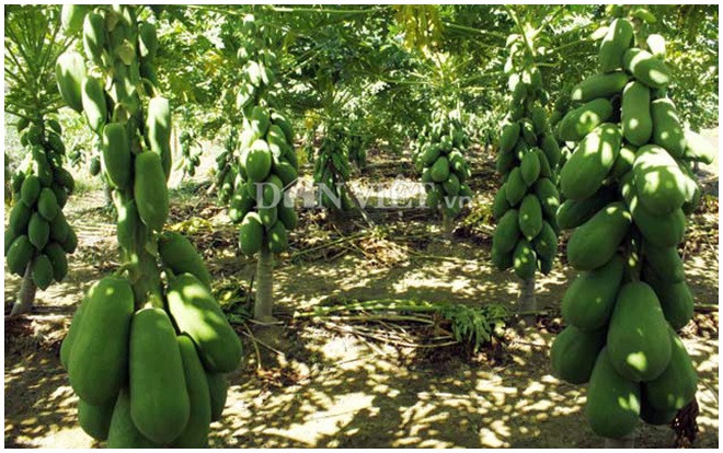 Quảng Ngãi: Mê mẩn vườn đu đủ '3 gang' trái siêu bự, quả cực 'mắn' Ảnh 2