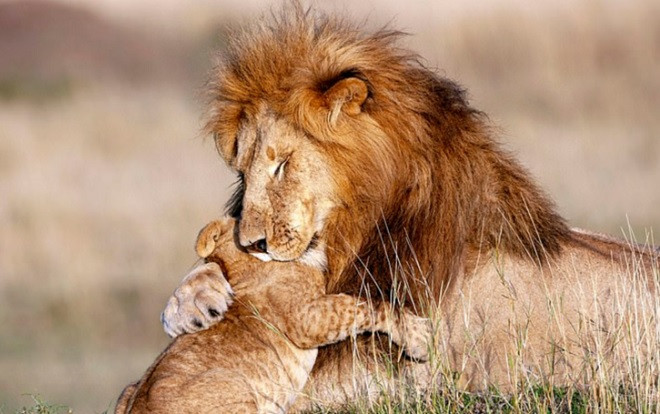 'Tan chảy' trước khoảnh khắc âu yếm tuyệt đẹp cực hiếm của cha con sư tử Ảnh 2